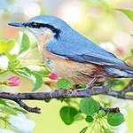 A small, blue-gray bird with a reddish-brown chest perched on a branch surrounded by pink and white blossoms and green leaves, showcasing a vibrant spring scene